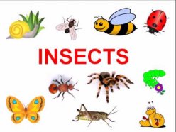 Изучение насекомых на английском языке в учебном объединении «На английском о живом» 2 февраля
