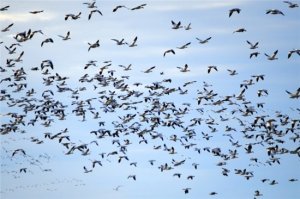 14 – 15 мая - вторые суббота и воскресенье мая- Всемирный день мигрирующих птиц
