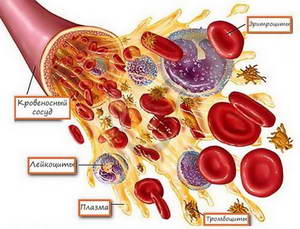 Проверка знаний по теме «Кровеносная система. Внутренняя среда организма» в УО «Анатомия и физиология человека» 6 декабря