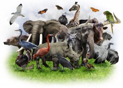 Всемирный день дикой природы (3 марта) – новый праздник, принятый Генеральной Ассамблей ООН в декабре 2013 года. 