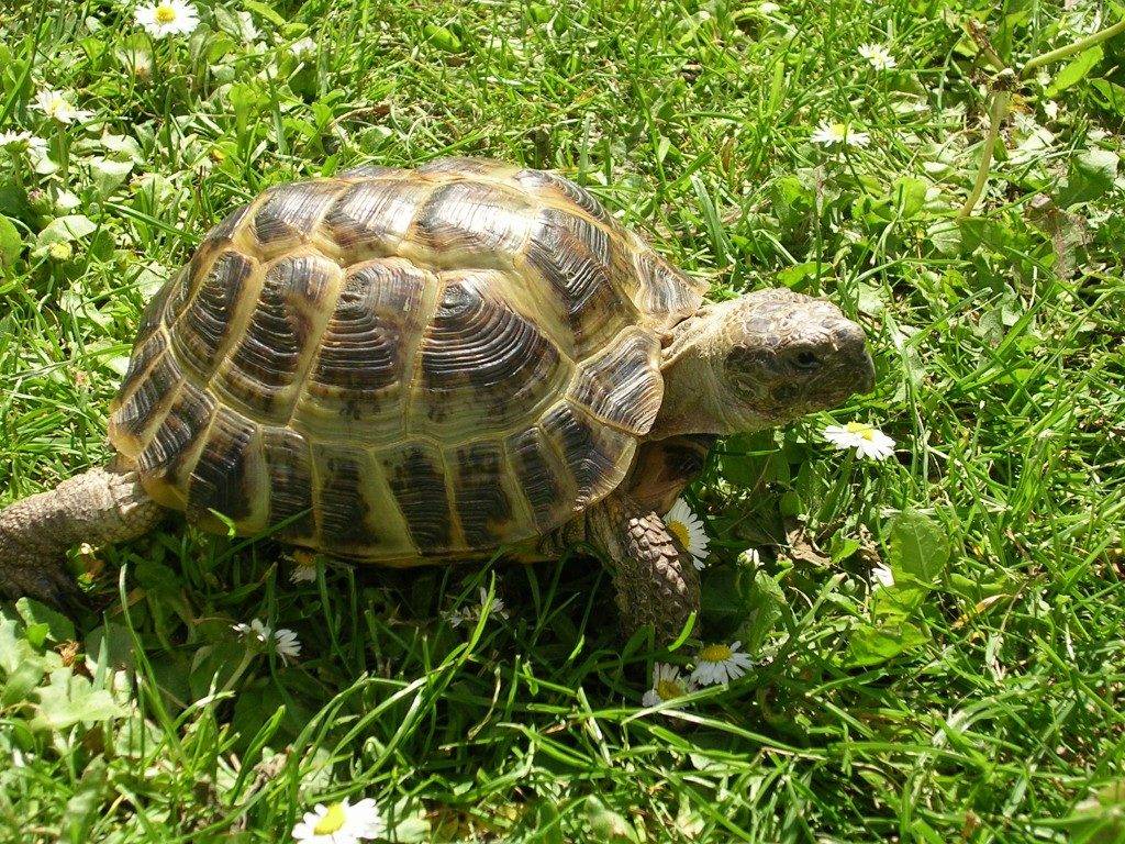 Среднеазиатская-черепаха-Testudo-Agrionemys-horsfieldii-1024x768.jpg