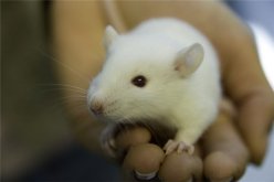 24 апреля – Всемирный день защиты лабораторных животных
