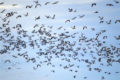 14 – 15 мая - вторые суббота и воскресенье мая- Всемирный день мигрирующих птиц