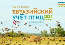 Всероссийская акция «Евразийский учет птиц-2024»