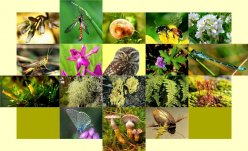 22 мая отмечается Международный день биологического разнообразия (International Day for Biological Diversity). 
