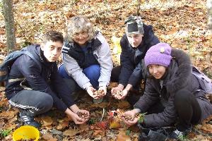 Учениками МБОУ «Ароматновская СШ» было собрано более 500 штук редких для Крыма жёлудей дуба бореального
