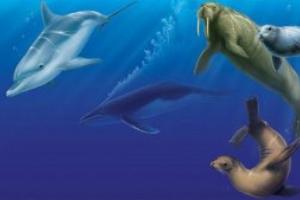 19 февраля — Всемирный день защиты морских млекопитающих