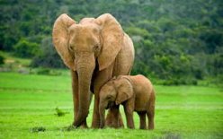 Всемирный день защиты слонов в зоопарках отмечается 20 июня