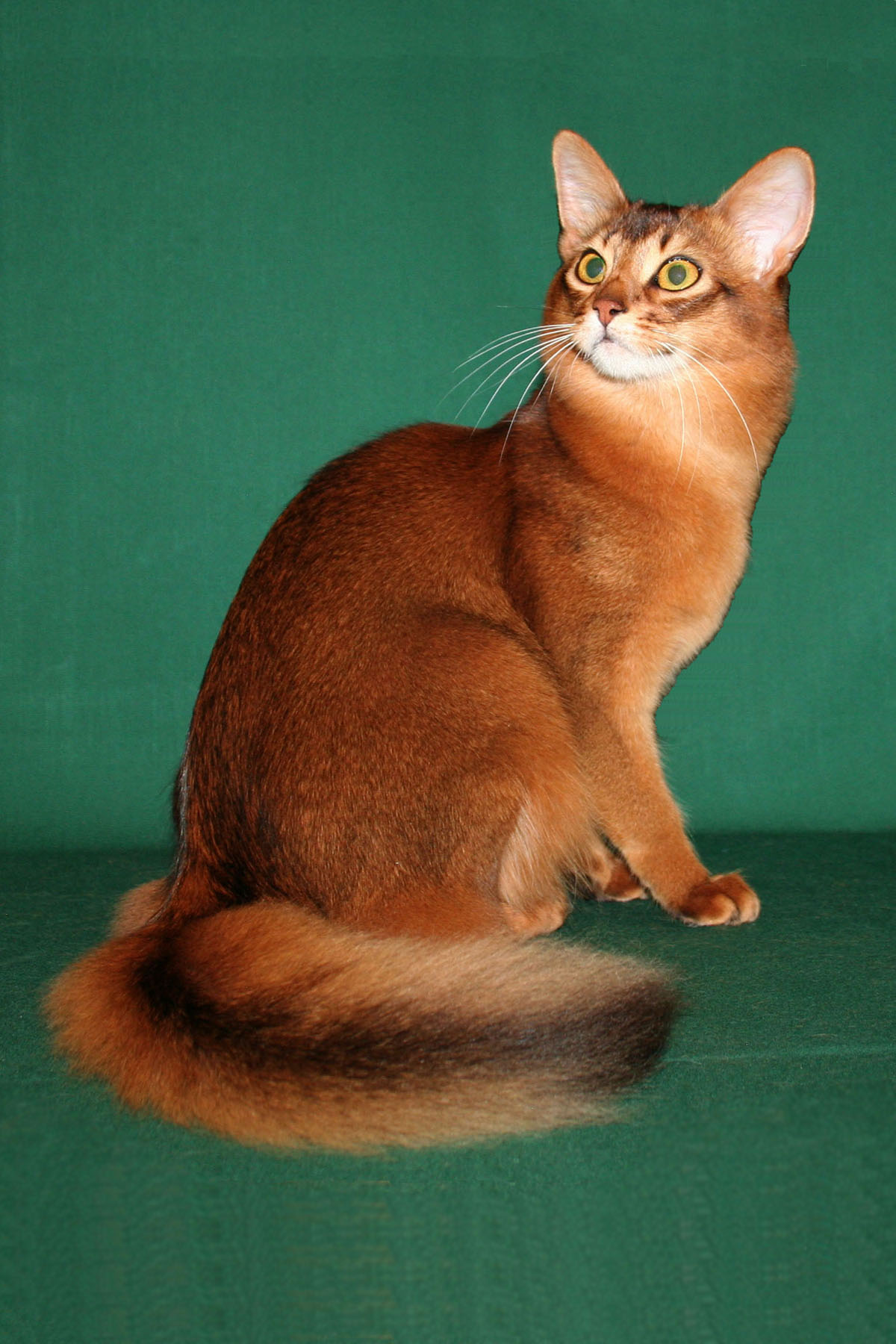 Red-Somali-Cat-Sitting.jpg