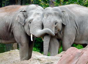 Всемирный день защиты слонов в зоопарках отмечается 20 июня